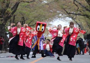 ｢富岡町さくら祭り 2018｣で踊る｢チーム富岡さくらYOSAKOI｣の皆さん＝伊藤孝さん提供