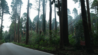 倒木被害のデータ整理と山林開発の盲点  ― 台風15号の千葉県内の被害から考える