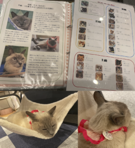 写真５　猫たちの資料とモコちゃん　店内のほとんどの猫が首に名札をつけている（著者撮影）