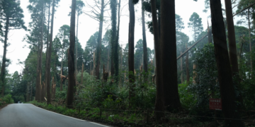 倒木被害のデータ整理と山林開発の盲点  ― 台風15号の千葉県内の被害から考える
