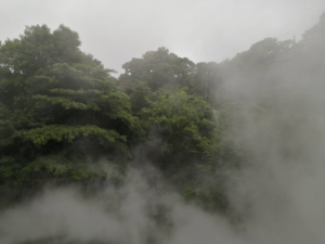 青々と茂る木々の中には霧が立ち込める＝2021年5月27日、西部悠大撮影