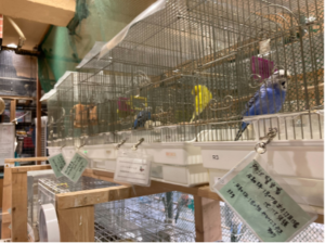警察署から迷子鳥として引き取られている鳥たち。
 手前のインコは所沢警察署から引き取られている。
 保護された日にち・場所・引き取られた日にち・体重が記載されている。
 （2022年6月11日撮影）